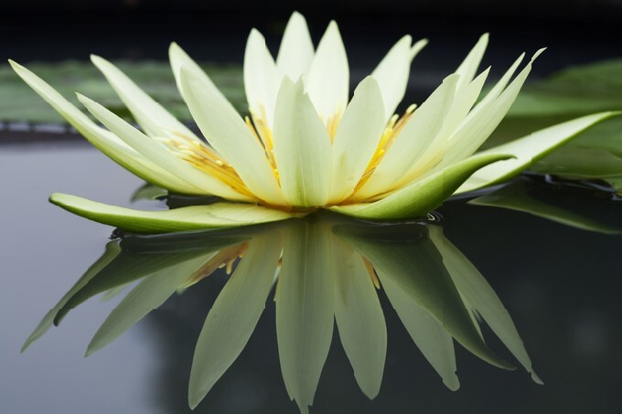 Yellow Waterlily